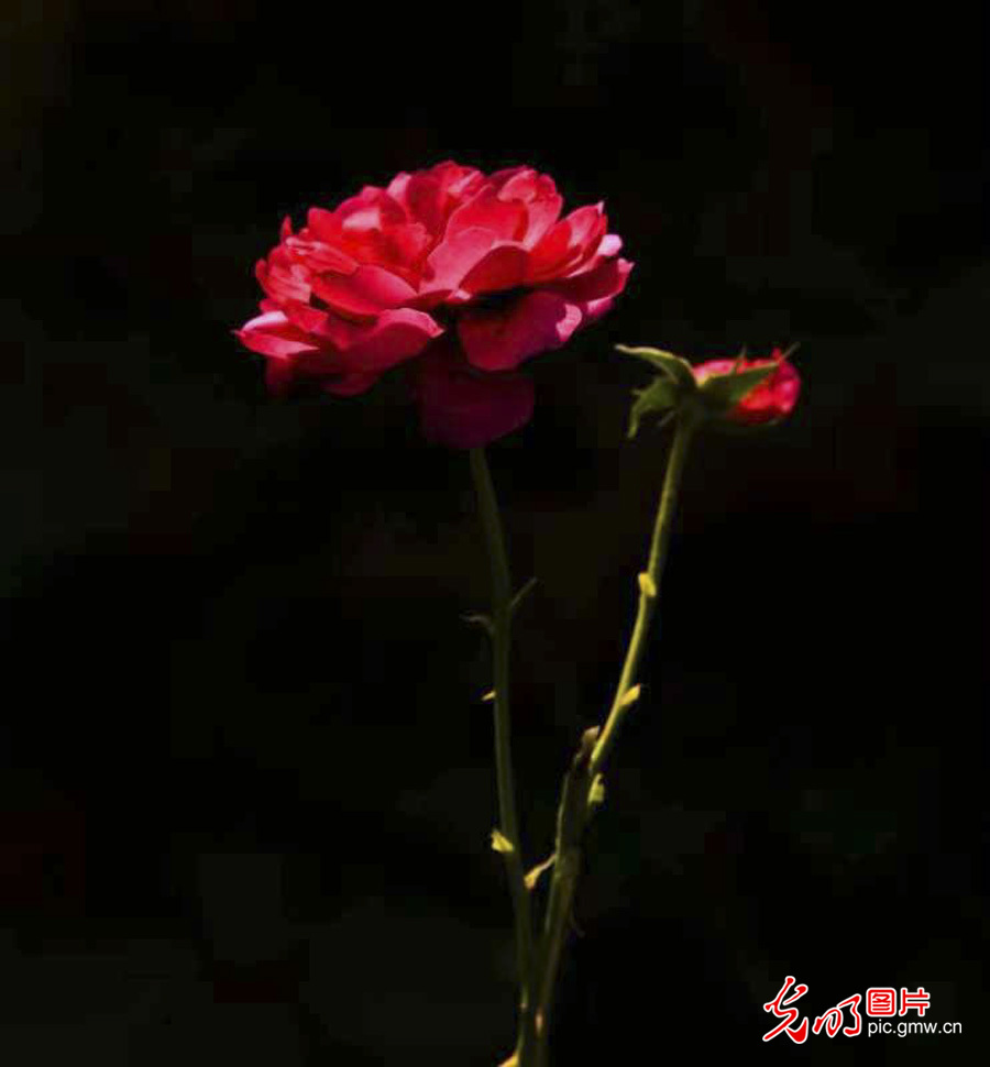 京城美 花儿俏