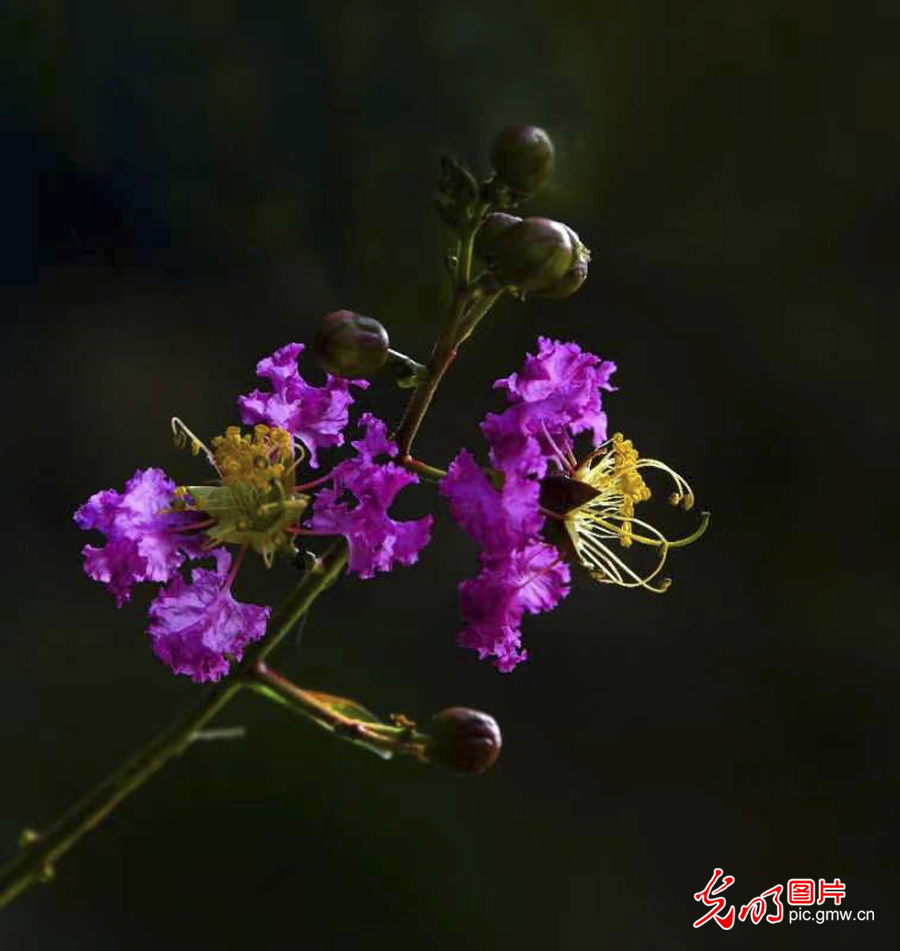 京城美 花儿俏