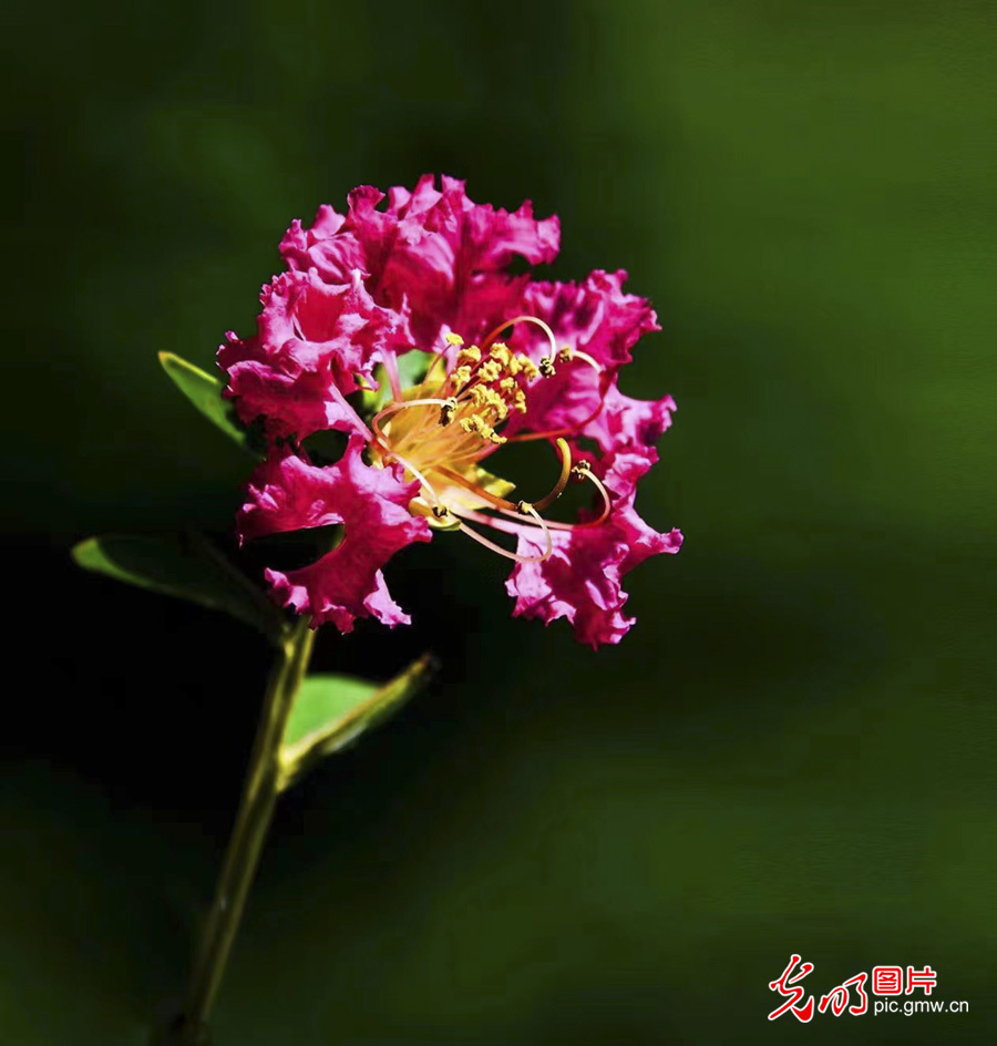京城美 花儿俏