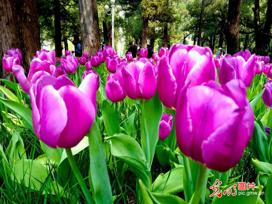 郁金春时著芬芳