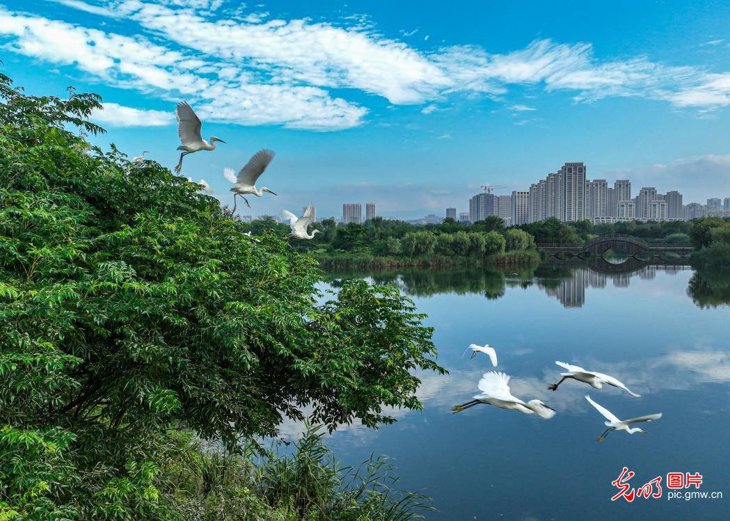 湿地生态美 鸟儿常栖息