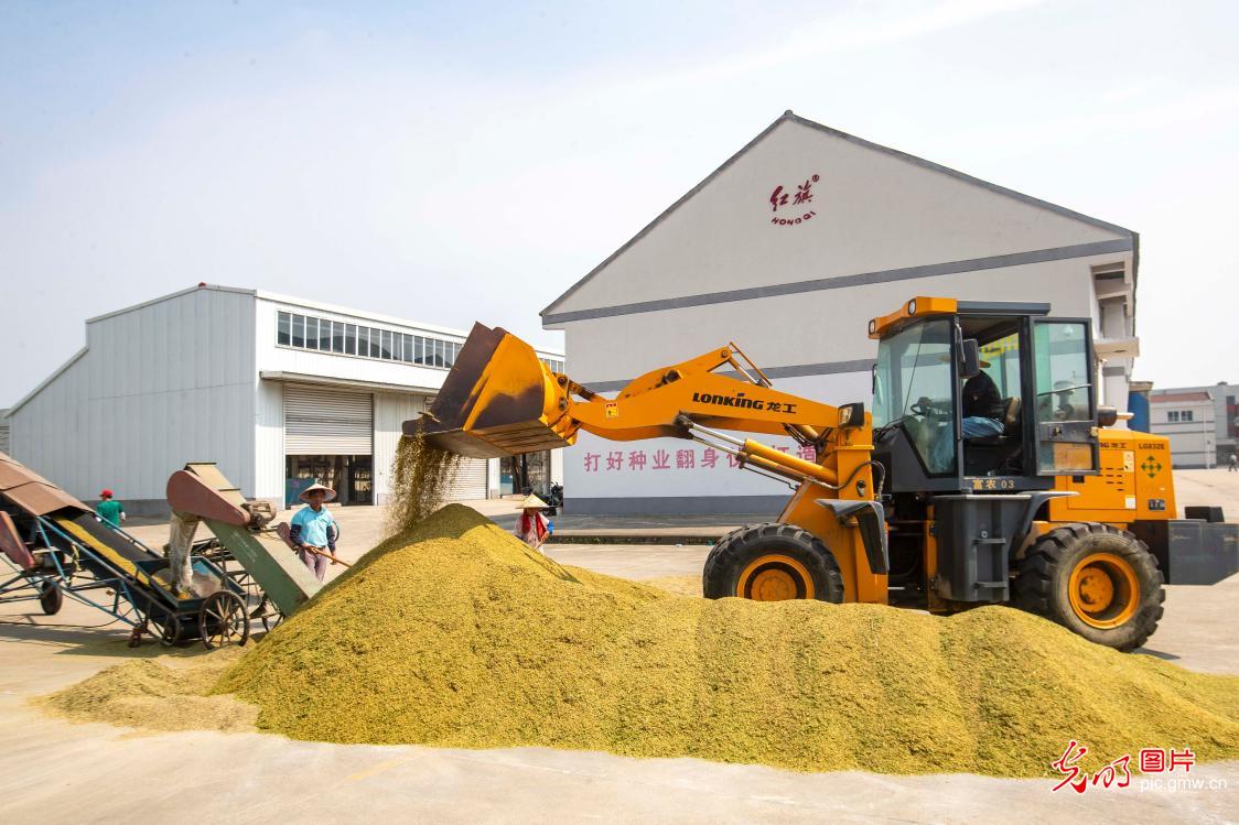 江苏泰州:制种水稻收获忙 江苏泰州:制种水稻收获忙