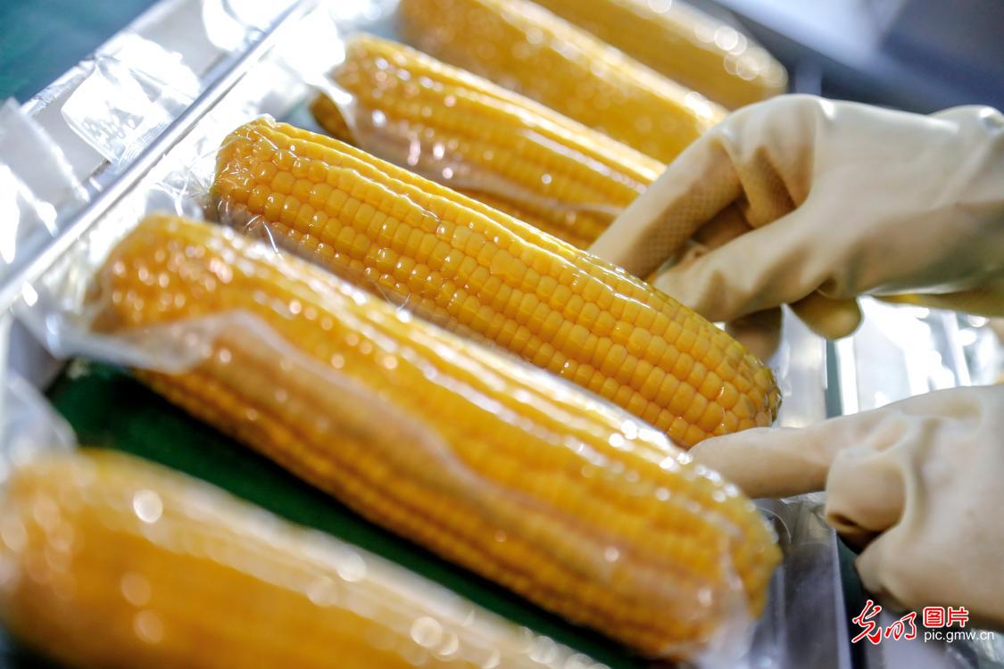 河南洛阳：特色产业助增收