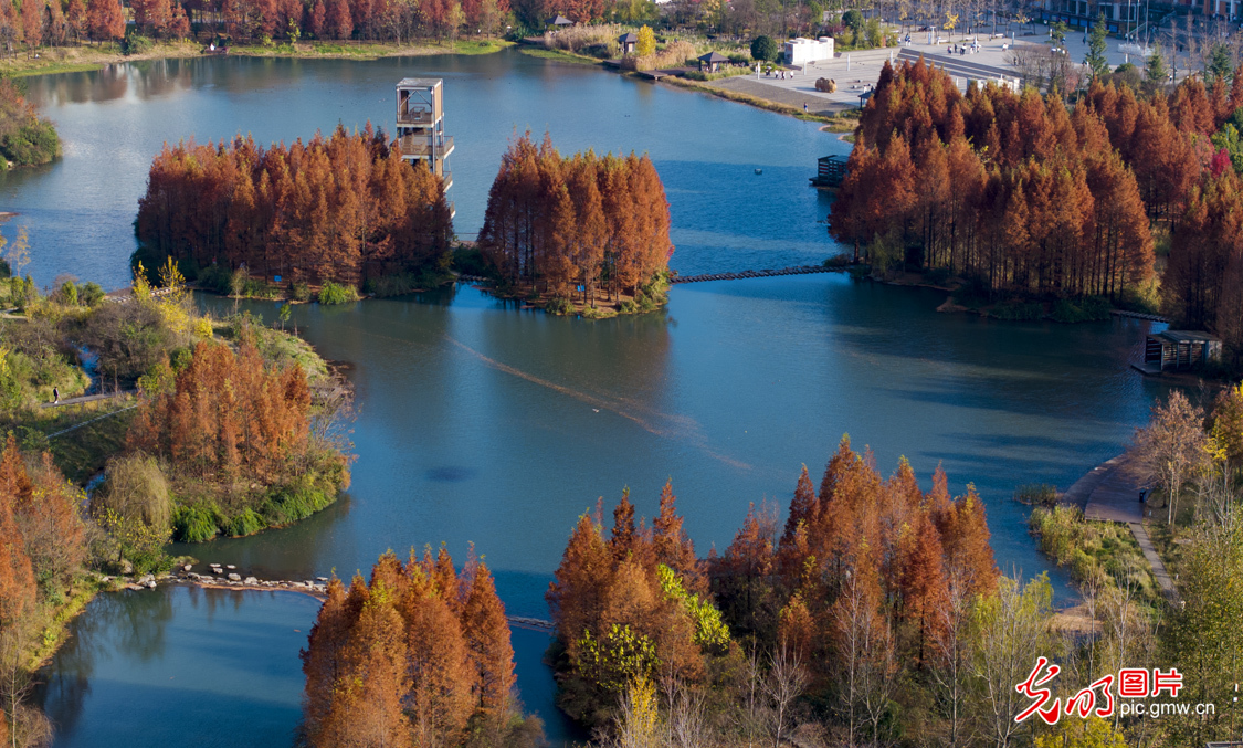 城市湿地冬景如画