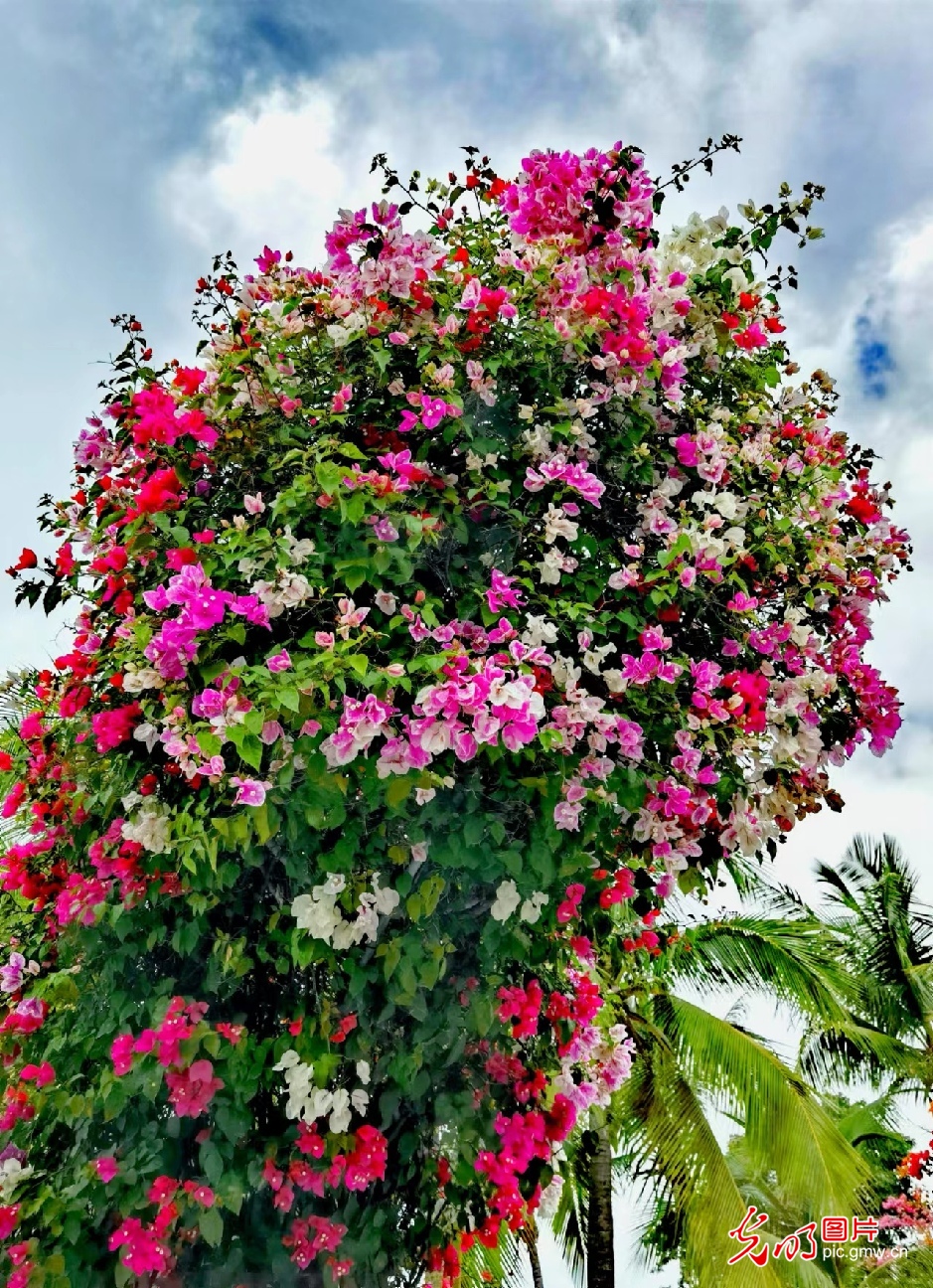 倚山傍海赏梅芳