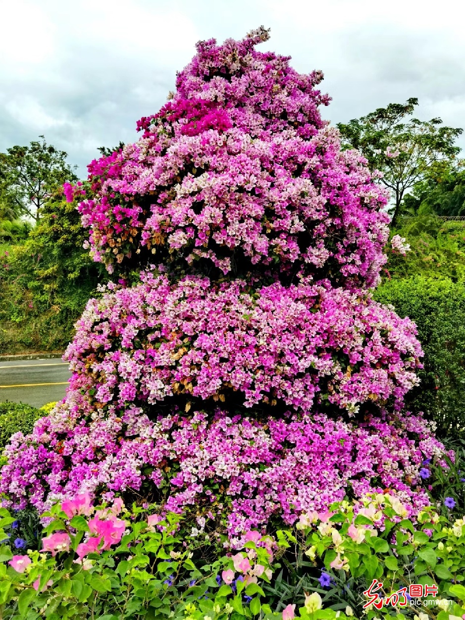 倚山傍海赏梅芳