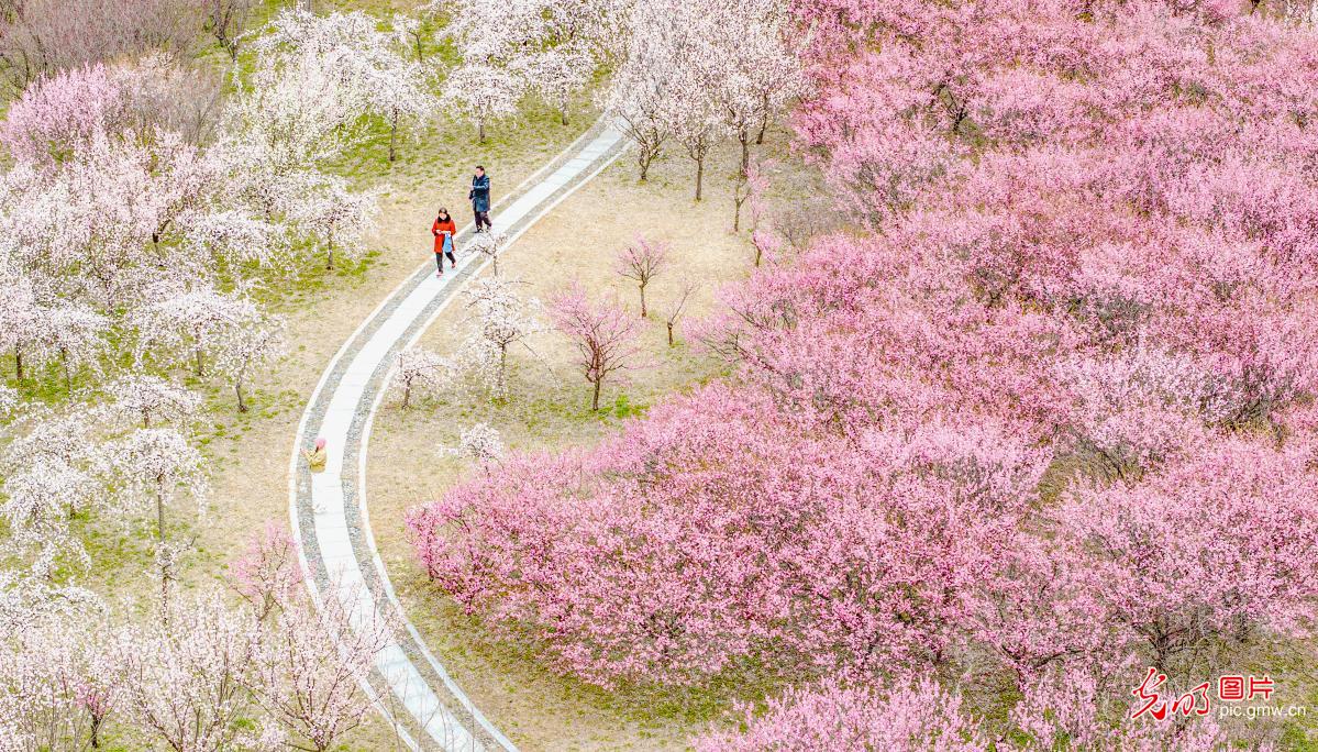 三台山梅花绽放