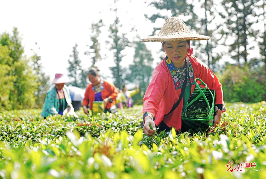 清明时节话民俗 传统文化历久新