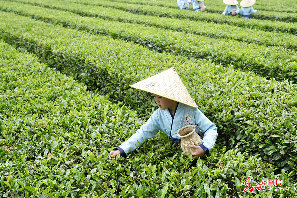 萌娃趣采茶 劳动促成长