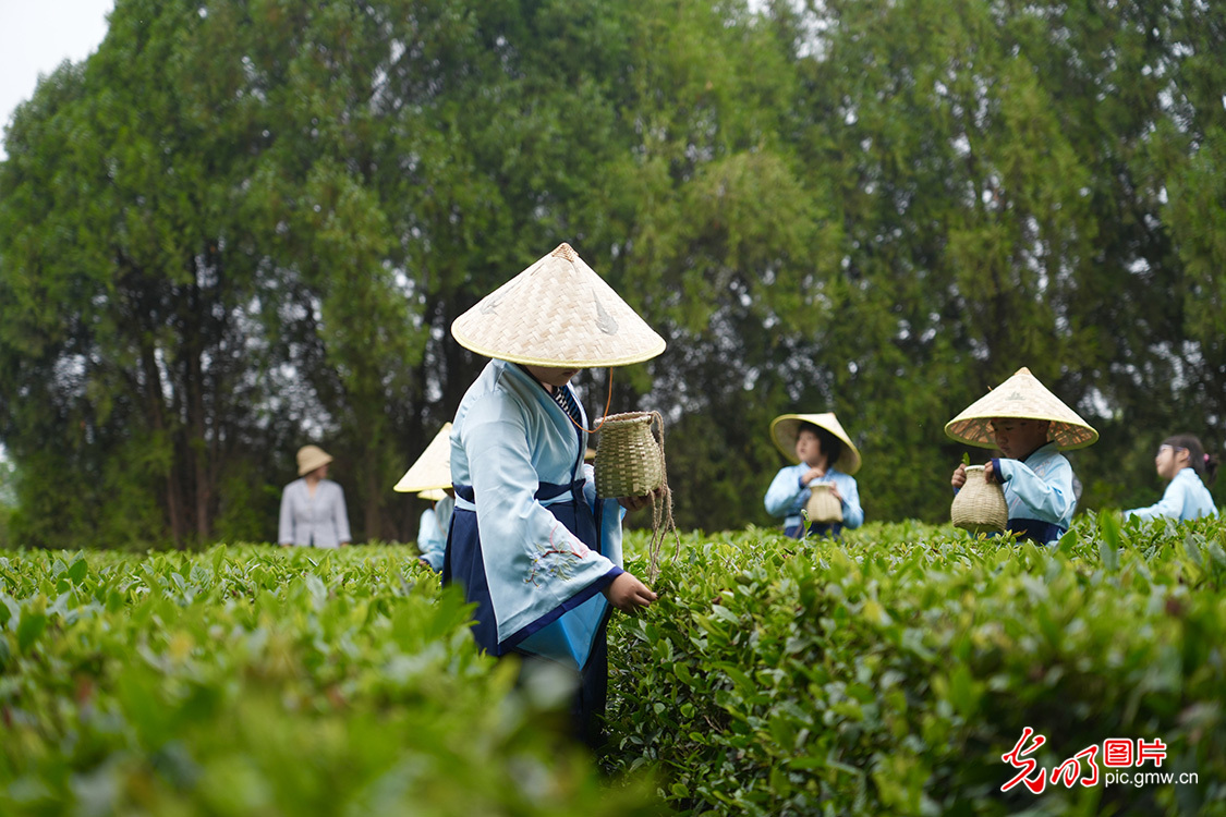 萌娃趣采茶 劳动促成长