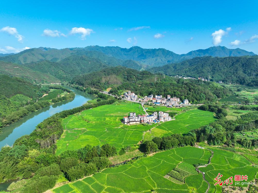 夏日乡村风景秀美