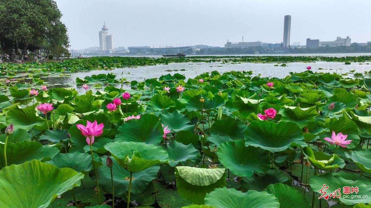 南京玄武湖荷花节开幕