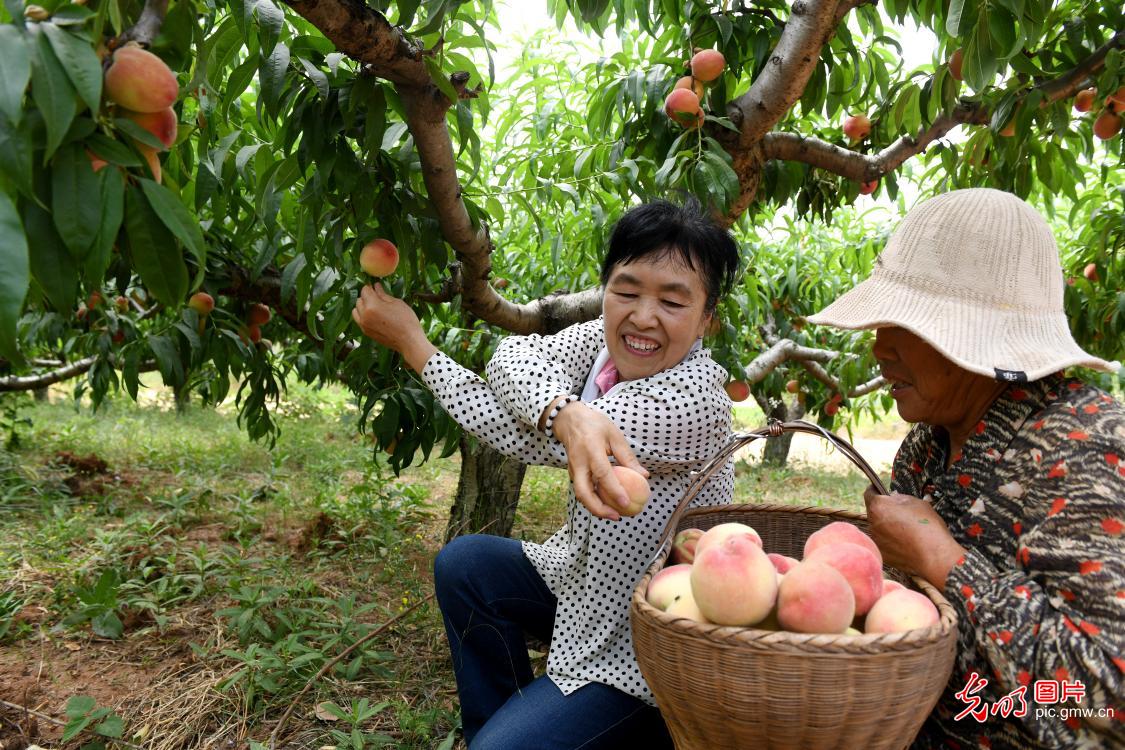 果实满载 周末采摘尽享自然之味