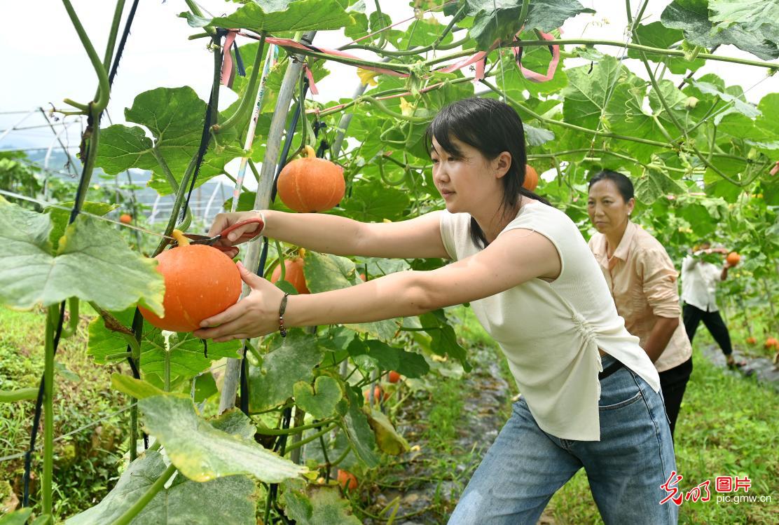 果实满载 周末采摘尽享自然之味