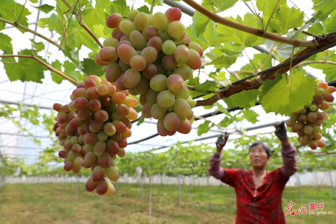 小暑农忙 硕果满枝绘丰年