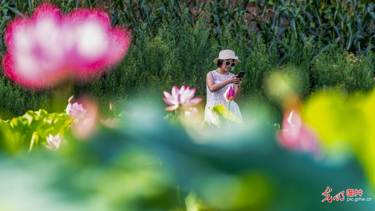 荷叶田田 美在当“夏”