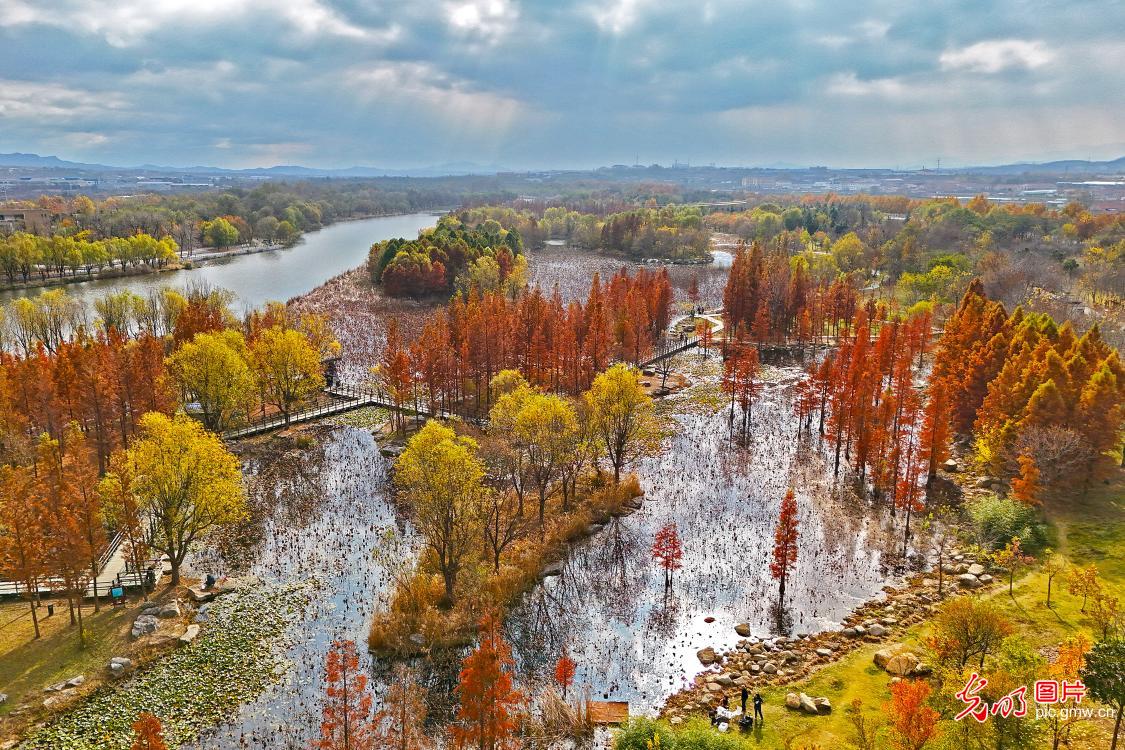 湿地公园 冬景如画