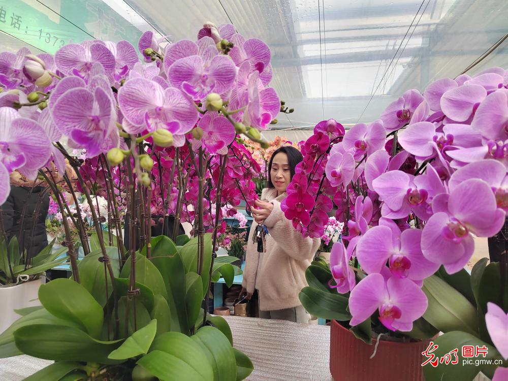 新年临近 花卉走俏