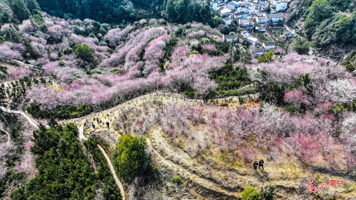 卖花渔村红梅艳 卖花渔村红梅艳