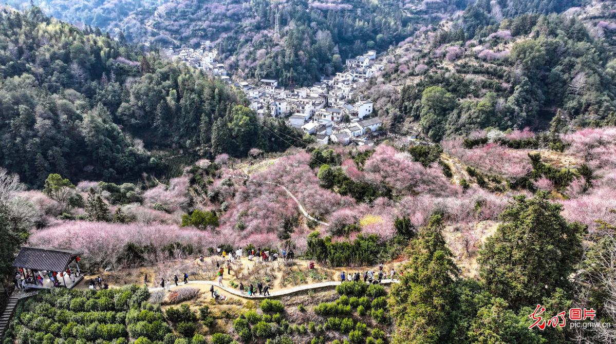 卖花渔村红梅艳 卖花渔村红梅艳