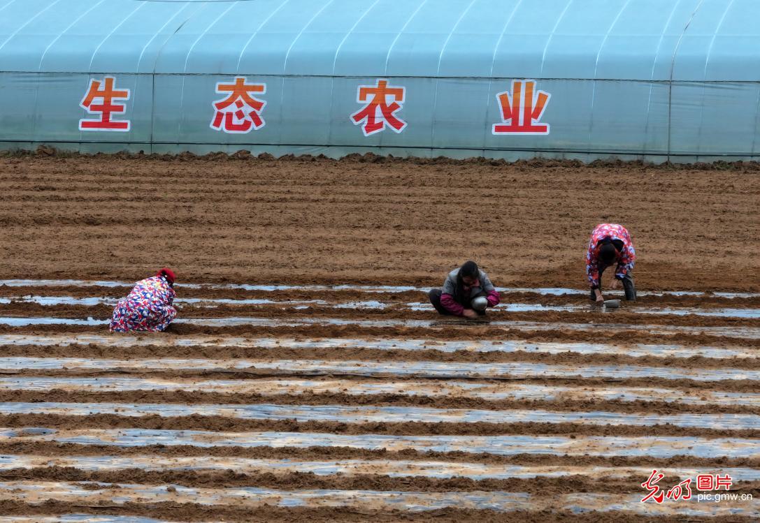 惊蛰将至劳作忙 不负农时不负春