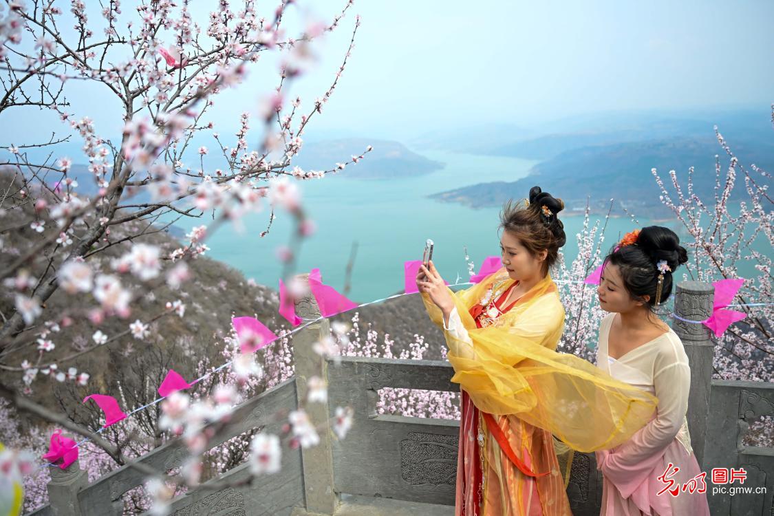 河南洛阳：黄河岸边桃花香