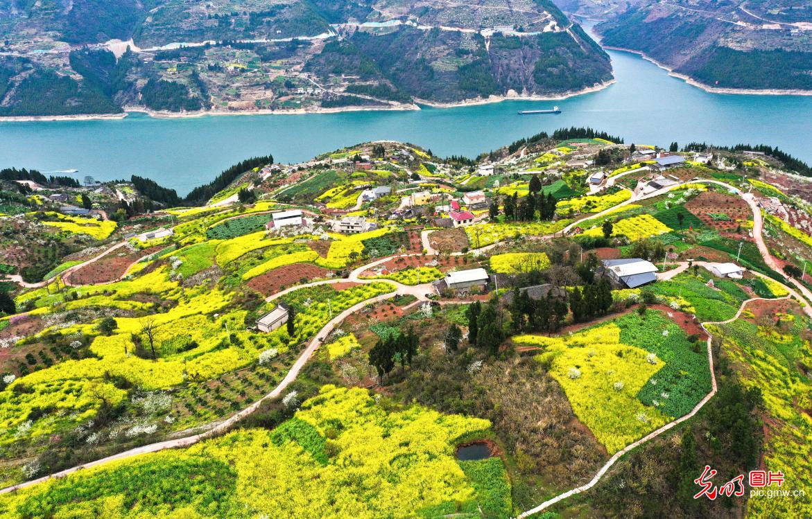 油菜花开春意浓 油菜花开春意浓