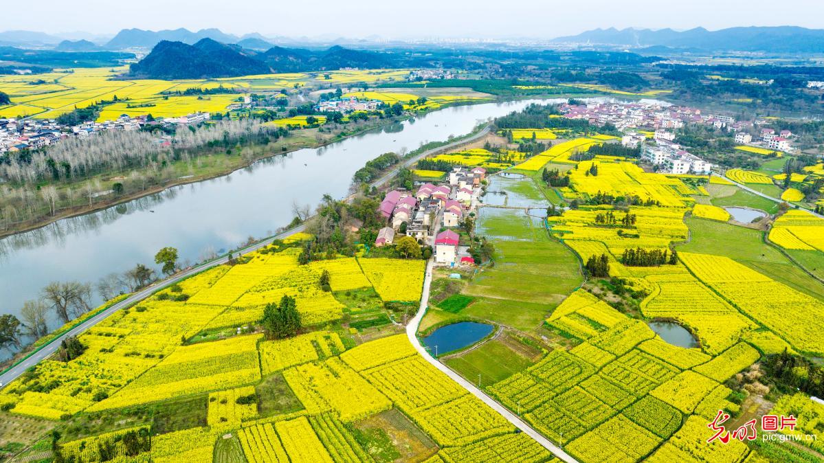 油菜花开春意浓 油菜花开春意浓