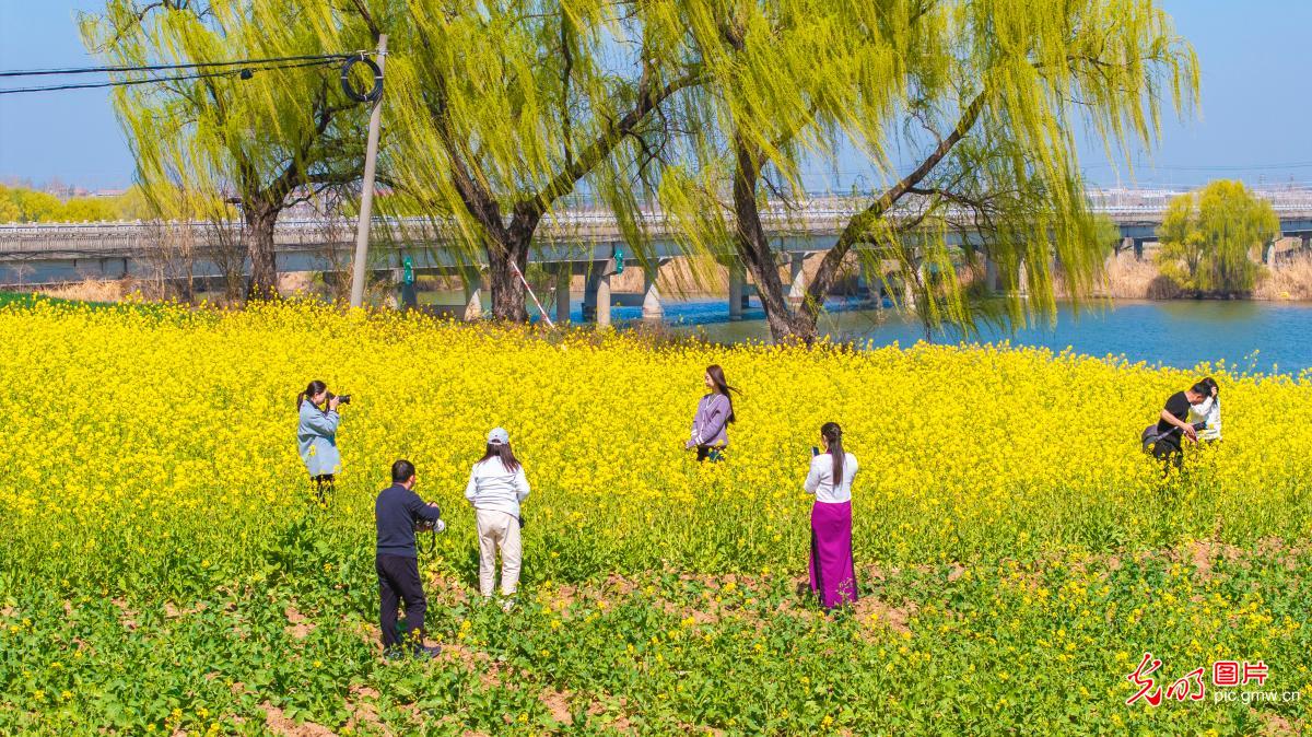 春和景明 畅享春光