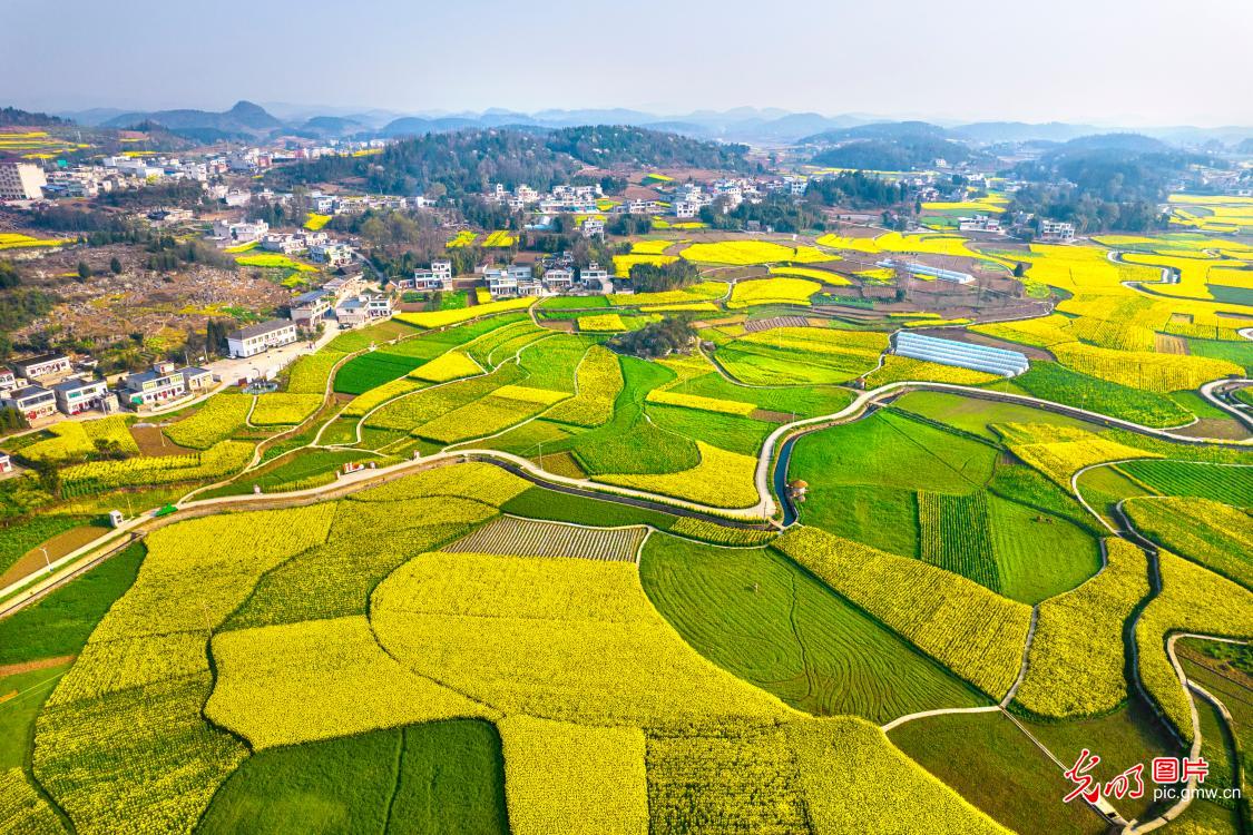 高标准农田春景美