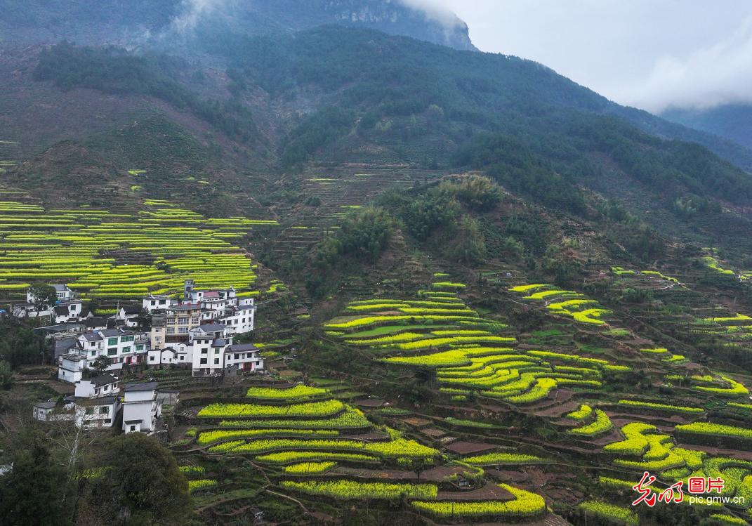 高山梯田油菜花开
