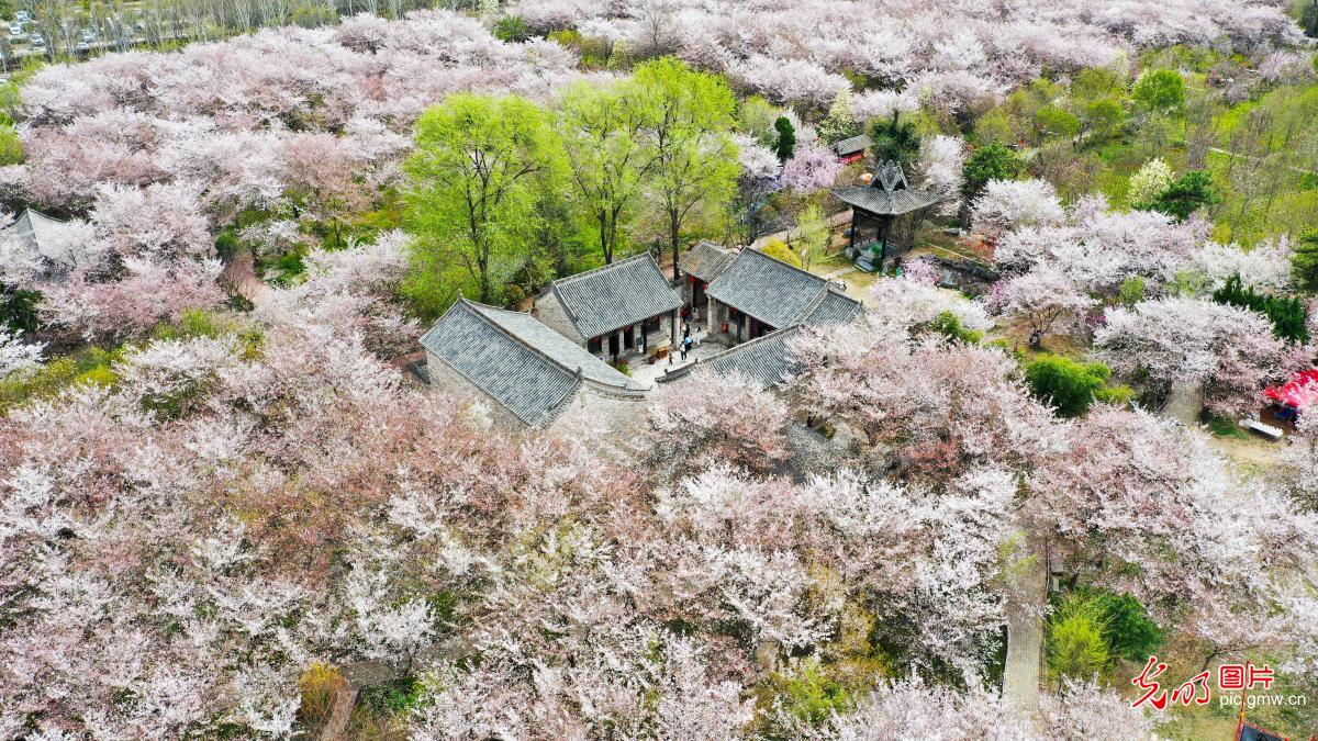 樱花绽放 如云似雪