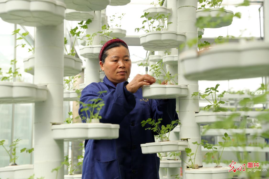 科技赋能蔬菜种植