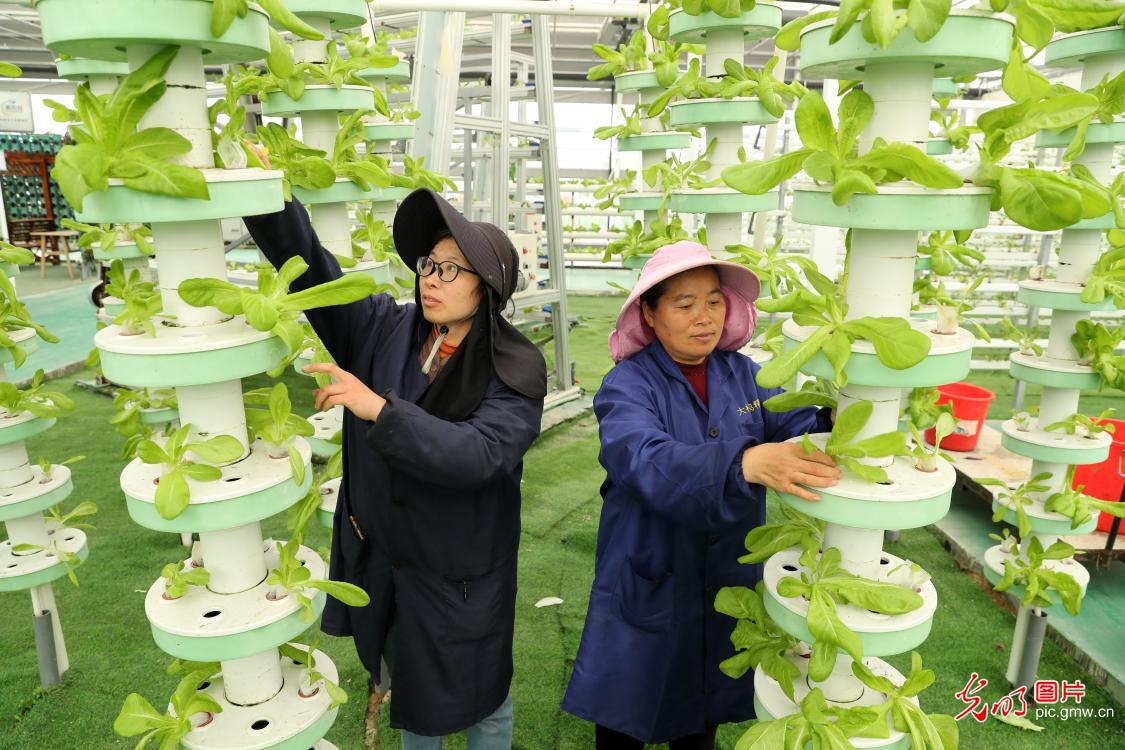科技赋能蔬菜种植