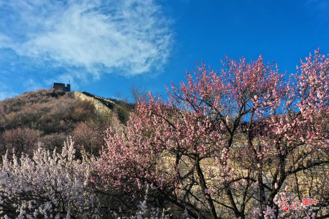 慕田峪长城山花烂漫