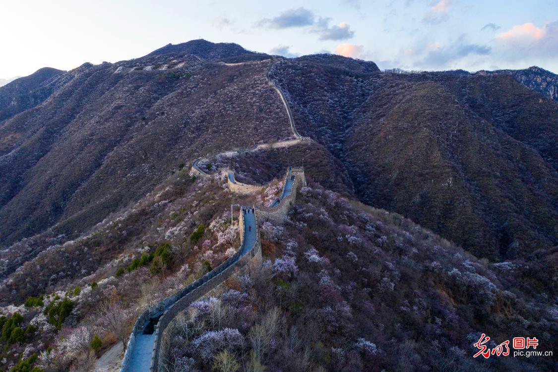 慕田峪长城山花烂漫