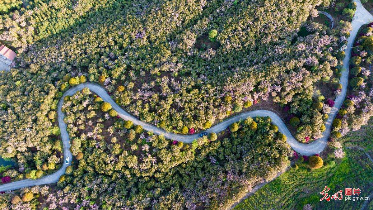 樱花扮靓旅游公路
