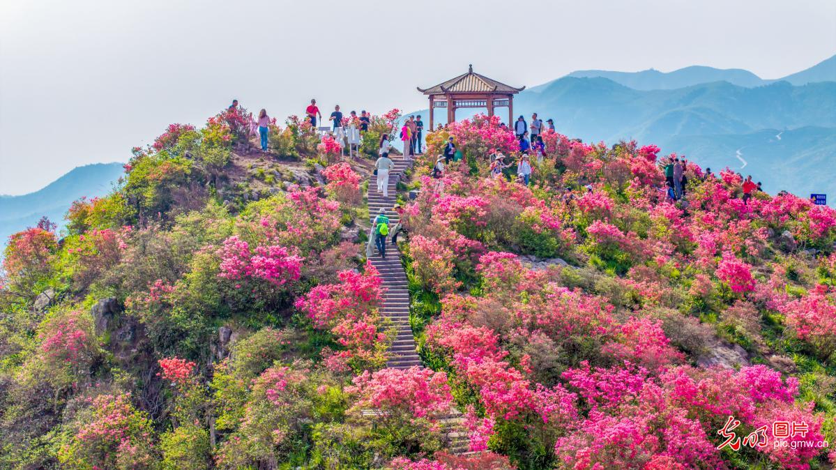 三公山杜鹃绽放迷游人