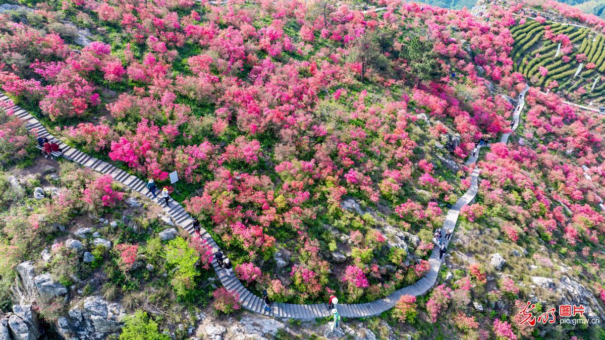 三公山杜鹃绽放迷游人