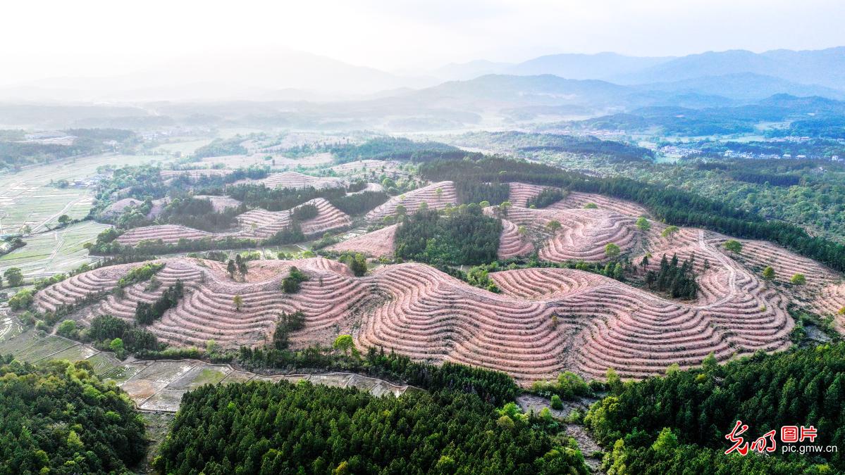 千亩油茶林