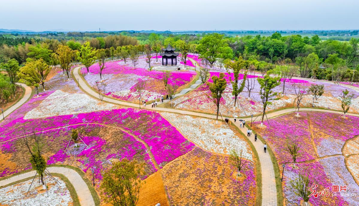 杏花村芝樱绽放迷游人