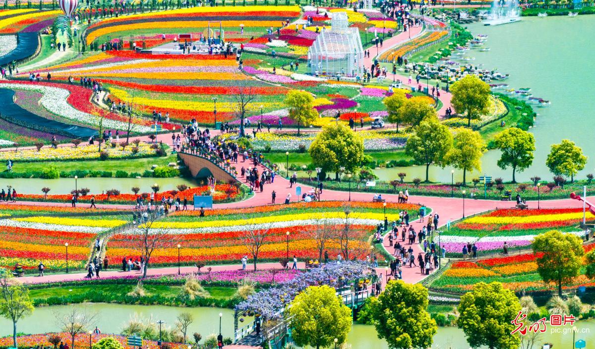 郁金香花开引客来