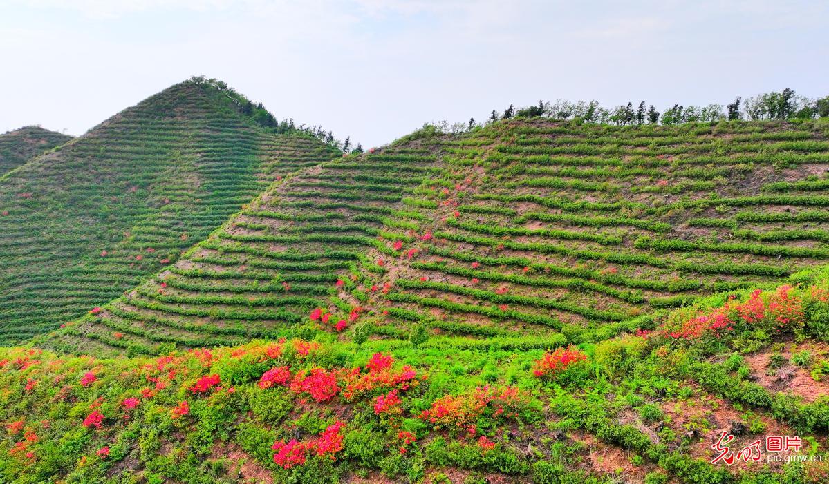 高山茶园美如画 ​