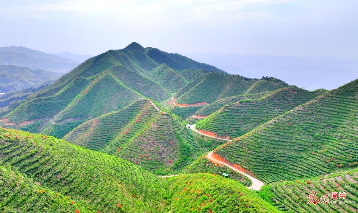 高山茶园美如画 ​