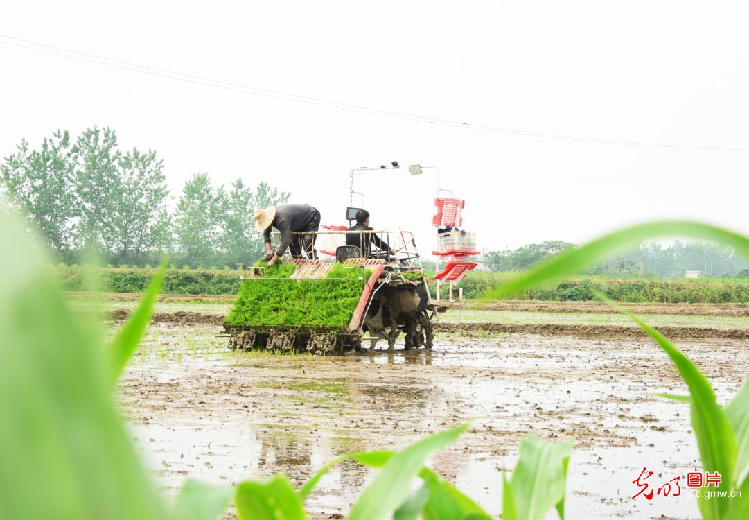 谷雨至 农忙绘就春耕“锦绣图”