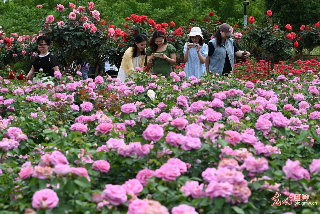 繁花激活文旅 春日赏花促繁荣