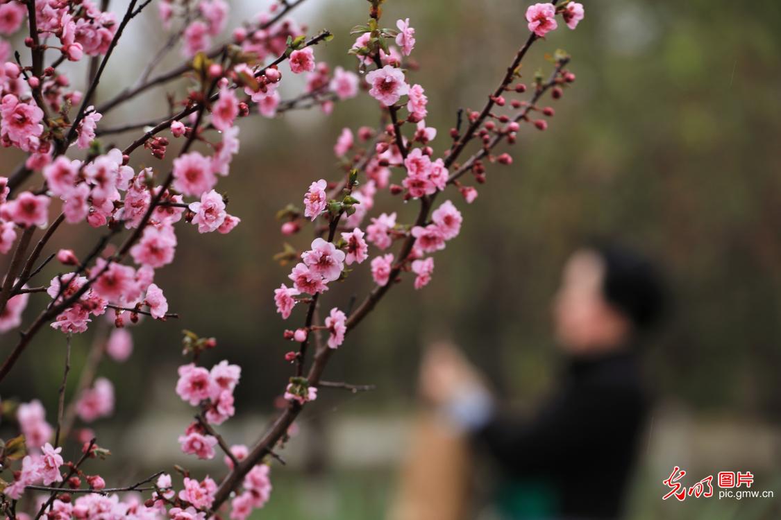 繁花激活文旅 春日赏花促繁荣