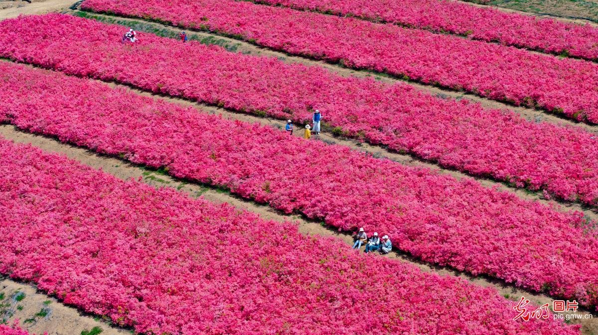 琅琊镇300多亩杜鹃花迎来盛花期