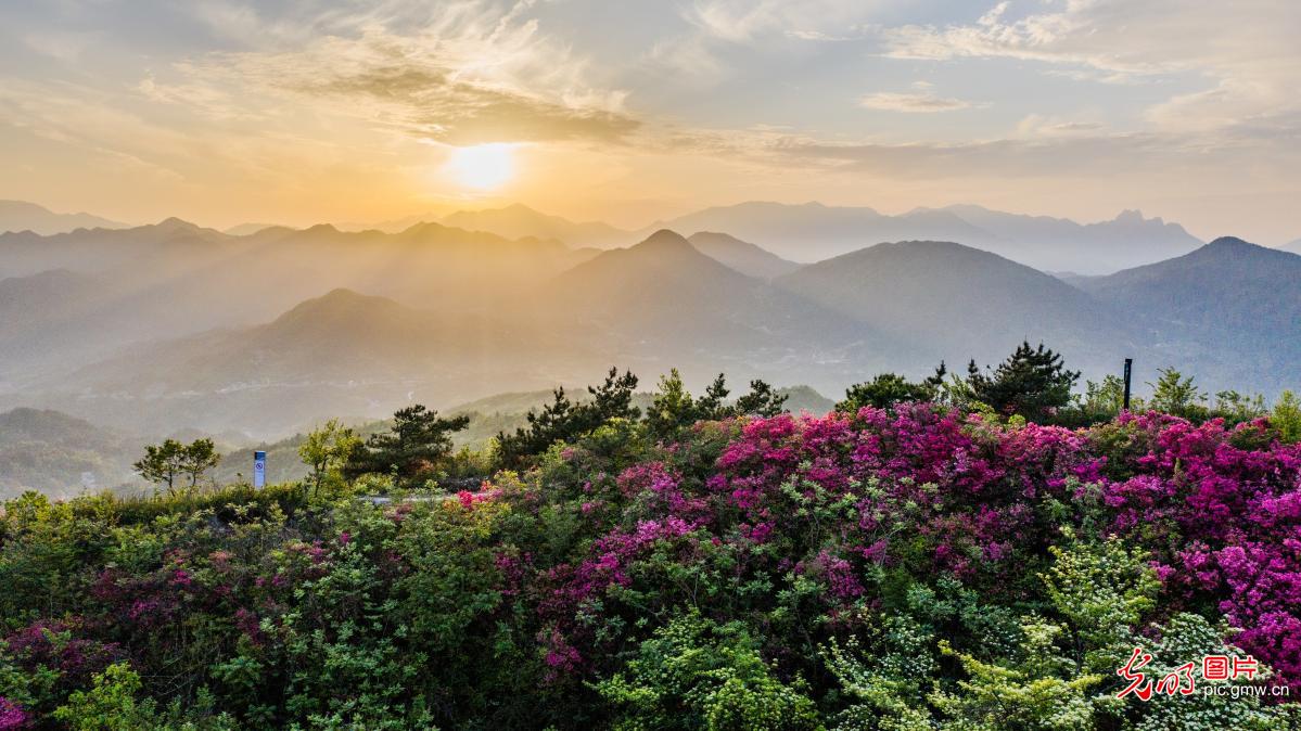 英山牛背脊骨杜鹃花绽放