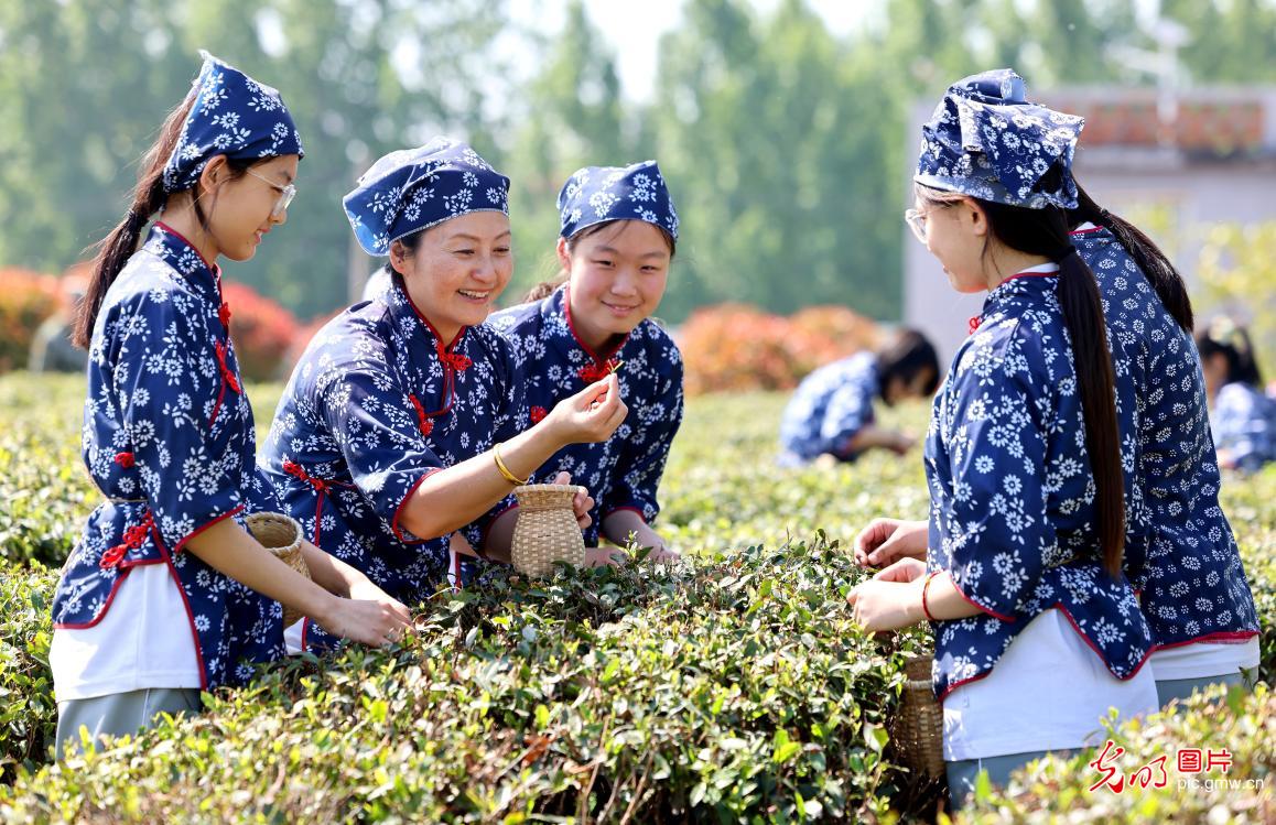 茶园研学长知识 茶园研学长知识